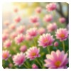 Icono de Spring_Flowers_Wallpapers