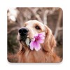 Icono de Dog and Puppy Wallpapers