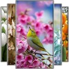 Spring Wallpaper icon