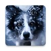 Border Collie Wallpaper icon