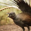 Lyrebird Sounds icon