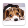Dog Live Wallpapers icon