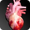 Circulatory System in 3D (Anatomy) icon