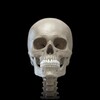 أيقونة Skeleton 3D Anatomy