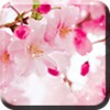 Kirschblütenregen icon