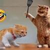 Funny Animals Video icon