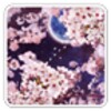 月桜ライブ壁紙 icon
