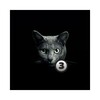 Icono de Find a cat 3