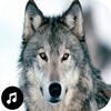 Wolf Sounds Ringtones icon