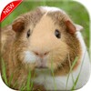 Guinea Pig Wallpapers icon