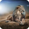 Lions HD Wallpaper icon