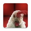 Techno Chicken Song icon