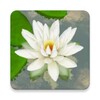 Icono de 3D Lotus Free