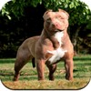 Pitbull Dog Wallpaper HD icon