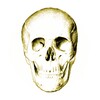 أيقونة Anatomy Quiz