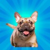 Icona di Pocket Paws
