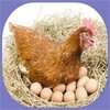 cultivation of laying hens icon