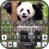 Happy Cute Panda icon