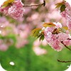 Icon von Spring Flowers