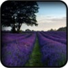 Lavender Wallpapers icon