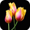 Tulip Wallpaper HD icon