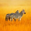 The Zebra आइकन