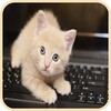 Bilder von Kätzchen icon