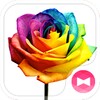 Rainbow Rose icon