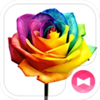 Rainbow Rose for Android - Download the APK from Uptodown