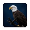 Biểu tượng Eagle Sounds