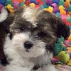 Maltipoo Dogs Jigsaw Puzzles icon