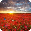 Sea Of Flowers icon