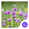 Flower-APUS Launcher theme icon