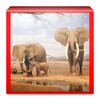 Wild Animals Pictures icon