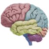 3D Brain icon