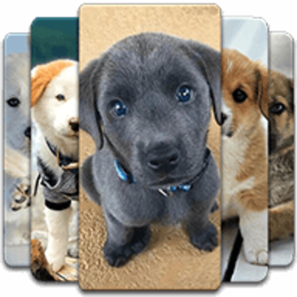 Puppy Wallpaper para Android - Descarga el APK en Uptodown