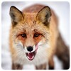 Икона Fox Wallpapers