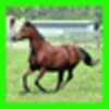 Horse Puzzles icon