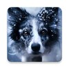 Icono de Border Collie Wallpaper