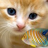 FISH&CAT LIVE WALL PAPER (8) icon