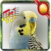 Budgie sounds Chirping icon