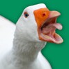 Angry Goose Simulator: Rampage icon