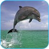 Dolphin 3d. Video Wallpaper icon