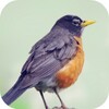 Robin Bird Sounds icon