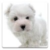 ไอคอน Dog Wallpapers!