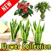 80+ Types of Plant Flowers (Offline) icon