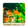 Pictogramă Fish On Screen 3D Wallpaper