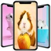 Икона Cute Hamster Wallpapers