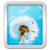 Wallpapers Dandelion icon