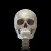 Skeleton 3D Anatomy icon